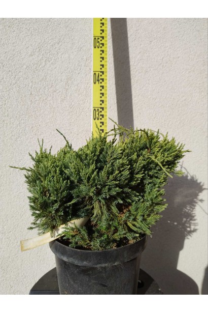 Можжевельник чешуйчатый Дрим Джой-5л/вис.30-40см/Ø30-40см/6 років